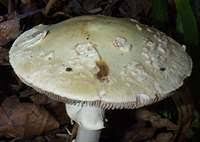 Attēlu rezultāti vaicājumam “Amanita citrina”