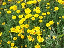 Image result for Färberkamille