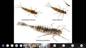 Attēlu rezultāti vaicājumam “Ephemeroptera larva”