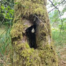 Attēlu rezultāti vaicājumam “Lycogala flavofuscum spores”