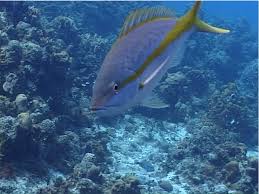 Image result for Ocyurus chrysurus