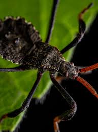 Attēlu rezultāti vaicājumam “Philonotis marchica macro”