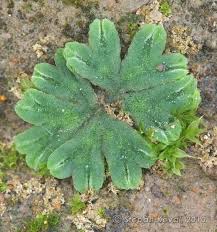 Attēlu rezultāti vaicājumam “Riccia rhenana”