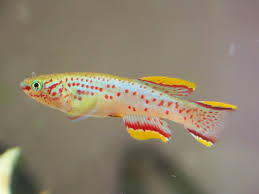 Image result for Aphyosemion