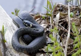 Attēlu rezultāti vaicājumam “Natrix natrix adult”