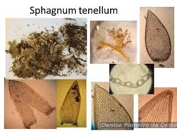 Attēlu rezultāti vaicājumam “Sphagnum tenellum”