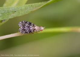 Attēlu rezultāti vaicājumam “Trypetoptera punctulata”