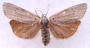 Attēlu rezultāti vaicājumam “Coscinia cribraria”