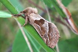 Attēlu rezultāti vaicājumam “Hepialus sylvina”