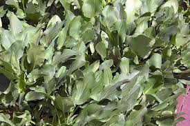 Attēlu rezultāti vaicājumam “Eryngium planum leaf”