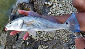 Image result for Sciaenops ocellatus
