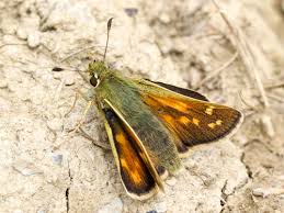 Attēlu rezultāti vaicājumam “Hesperia comma underside”