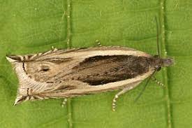 Attēlu rezultāti vaicājumam “Ancylis apicella”