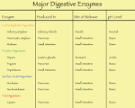 File:Major digestive enzymes.png - Wikipedia