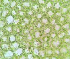 Attēlu rezultāti vaicājumam “Calypogeia”