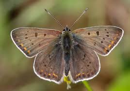 Attēlu rezultāti vaicājumam “Lycaena tityrus female”