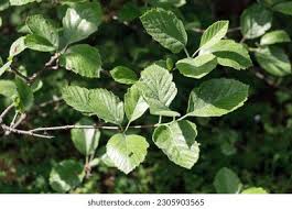 Attēlu rezultāti vaicājumam “Sorbus intermedia leaf”