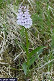 Attēlu rezultāti vaicājumam “Dactylorhiza maculata leaf”