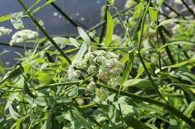 Attēlu rezultāti vaicājumam “Sium latifolium flower”