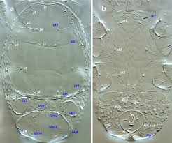 Attēlu rezultāti vaicājumam “Diaperis boleti imago”