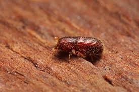 Attēlu rezultāti vaicājumam “Ceruchus chrysomelinus imago”