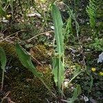 Attēlu rezultāti vaicājumam “Rumex thyrsiflorus”