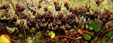 Attēlu rezultāti vaicājumam “Baeomyces rufus”