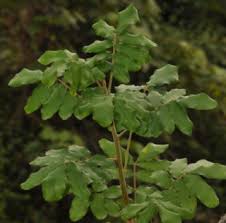 Attēlu rezultāti vaicājumam “Trichia erecta”