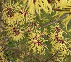 Attēlu rezultāti vaicājumam “Hamamelis mollis”
