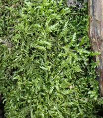 Attēlu rezultāti vaicājumam “Homalia trichomanoides sporophyte”