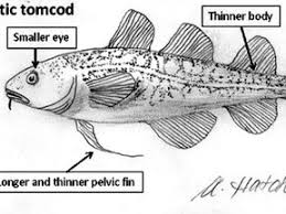 Image result for Microgadus tomcod
