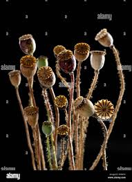 Image result for Papaver rhoeas