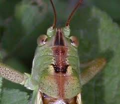 Attēlu rezultāti vaicājumam “Tettigoniodea”