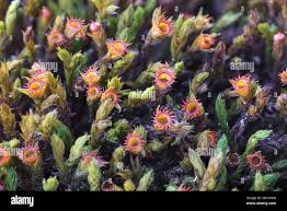 Attēlu rezultāti vaicājumam “Schistidium apocarpum stalked”