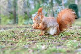 Attēlu rezultāti vaicājumam “Sciurus vulgaris”