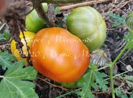 Afbeeldingsresultaat voor marmande jaune tomato