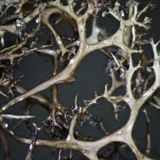 Attēlu rezultāti vaicājumam “Cetraria aculeata”