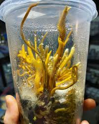 Attēlu rezultāti vaicājumam “Cordyceps ophioglossoides”