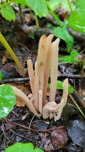 Attēlu rezultāti vaicājumam “Clavaria fumosa”