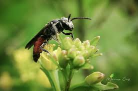 Attēlu rezultāti vaicājumam “Crabronidae”