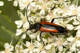 Attēlu rezultāti vaicājumam “Stenurella melanura”