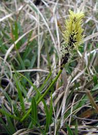 Attēlu rezultāti vaicājumam “Carex ericetorum”