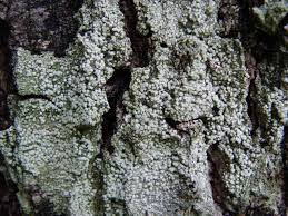 Attēlu rezultāti vaicājumam “Pertusaria amara”