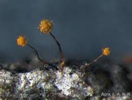 Attēlu rezultāti vaicājumam “Cribraria languescens”