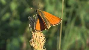 Attēlu rezultāti vaicājumam “Thymelicus sylvestris underside”