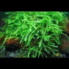 Attēlu rezultāti vaicājumam “Drepanocladus aduncus”