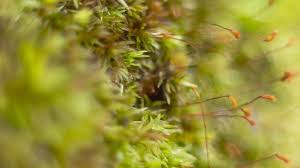 Attēlu rezultāti vaicājumam “Amblystegium serpens macro”