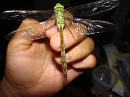 Attēlu rezultāti vaicājumam “Odonata”