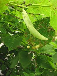 Attēlu rezultāti vaicājumam “Tilia platyphyllos subsp. cordifolia leaf”