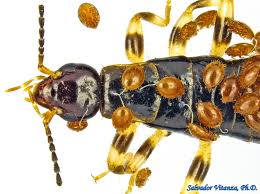 Attēlu rezultāti vaicājumam “Mesostigmata”